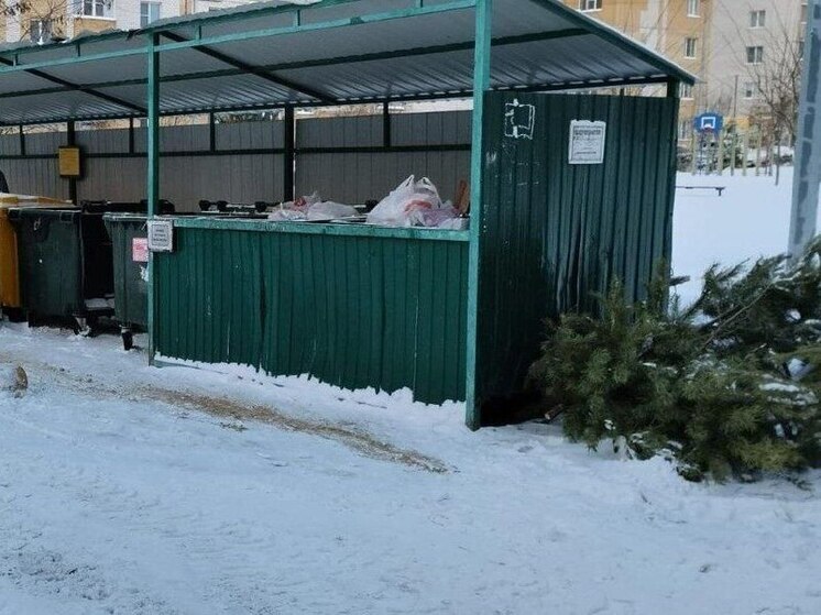 Не на свалку, а на переработку: тамбовчан приглашают после праздников сдать живую ёлку