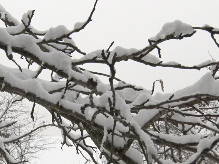 Сильный снег, ветер и до −8 градусов пообещали синоптики ленинградцам 30 декабря
