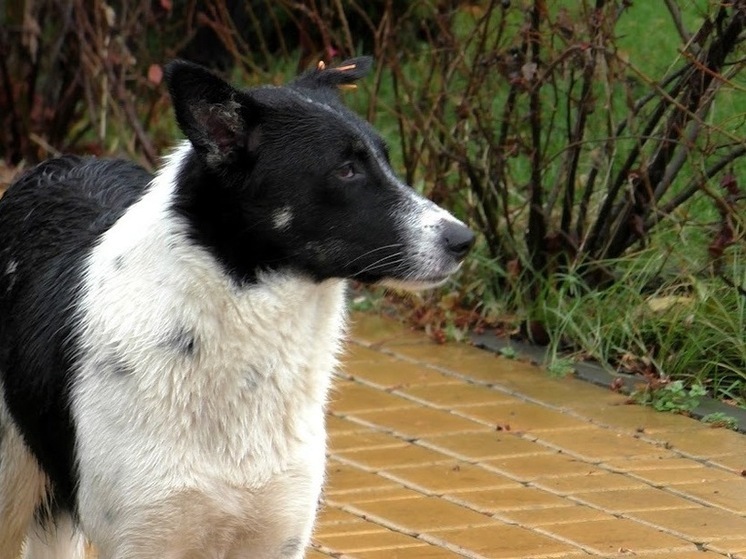 40 тысяч рублей из-за укуса собаки взыскали в пользу ребенка под Волгоградом