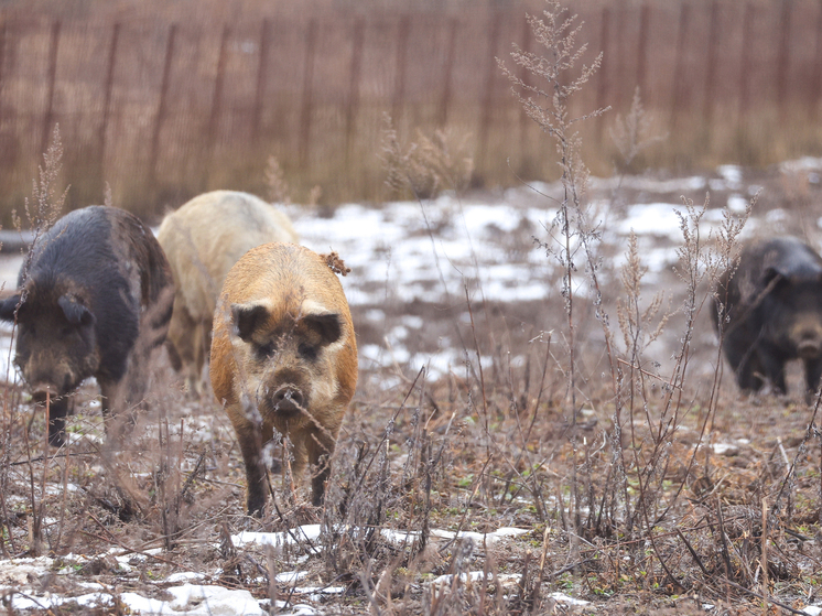 Дикие кабаны парализовали работу испанского аэропорта Ла-Корунья почти на два часа