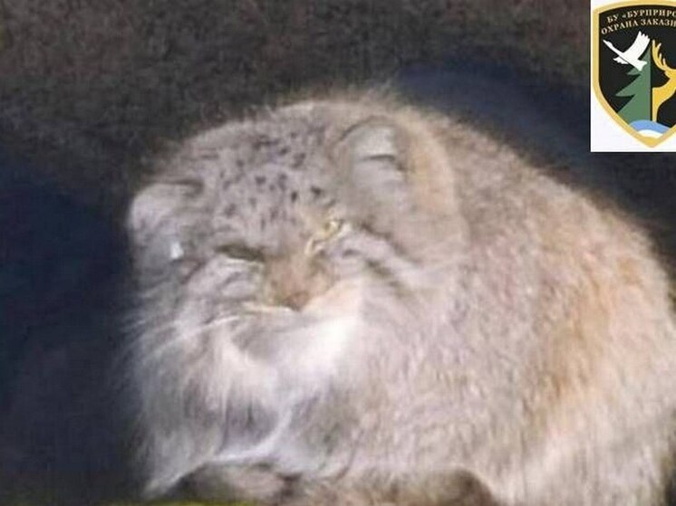 В Бурятии растет численность косуль