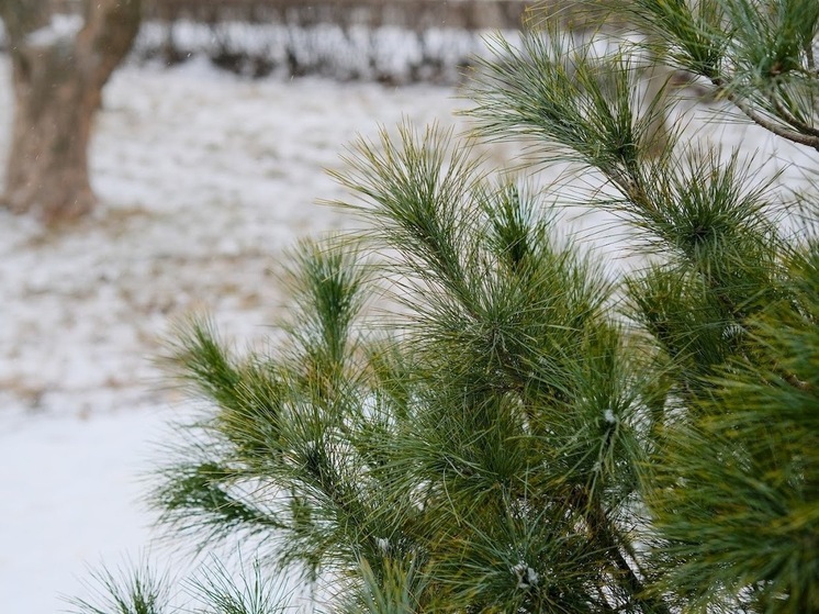 В Астраханской области во вторник ожидается до +2℃