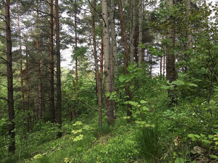 По требованию прокуратуры под Воронежем очистили лес от мусора и убрали машины