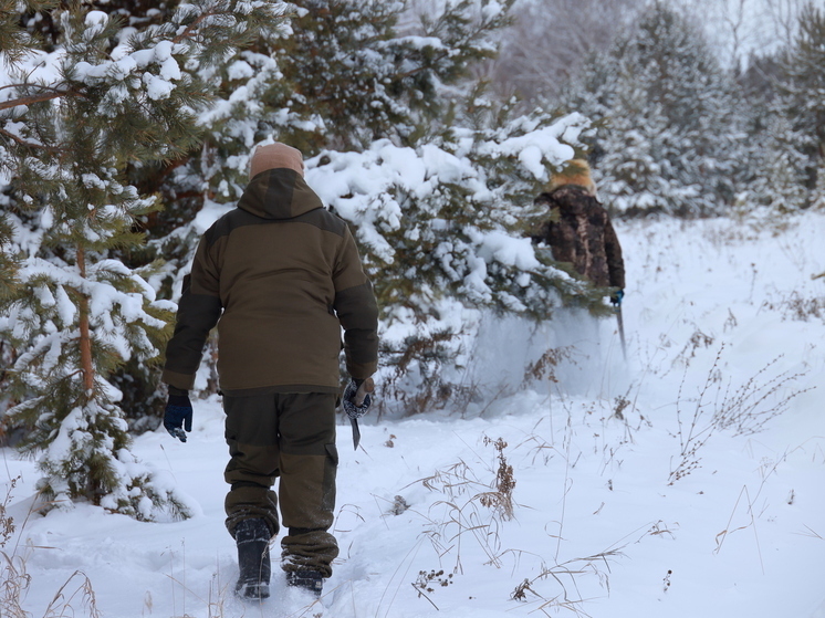 На Южном Урале вычислили три случая хвойного браконьерства