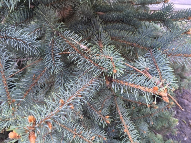 В Саратове сохранится облачная погода со снегопадом