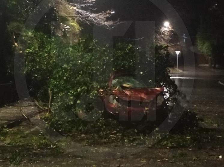 В Сочи дерево упало на автомобиль с человеком внутри