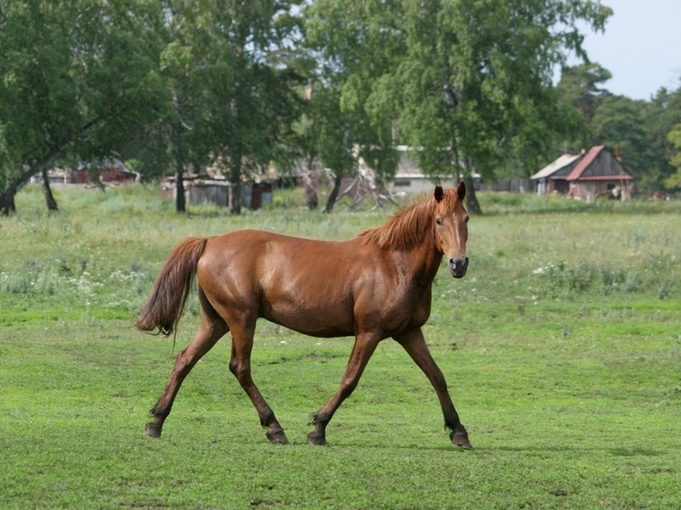 Продажи кумыса в России выросли почти в два раза за два года
