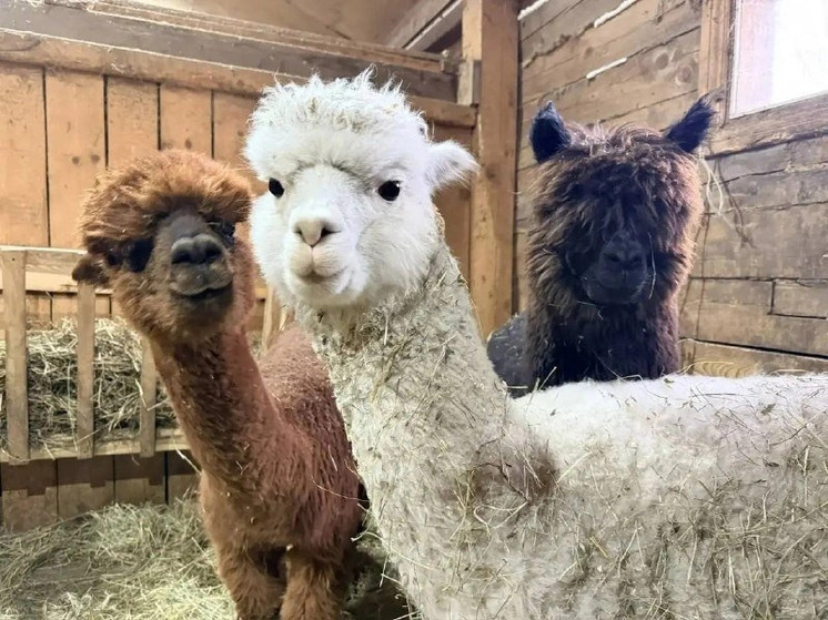 Прямиком из Чили: кто поселился в зоосаде "Приамурский"