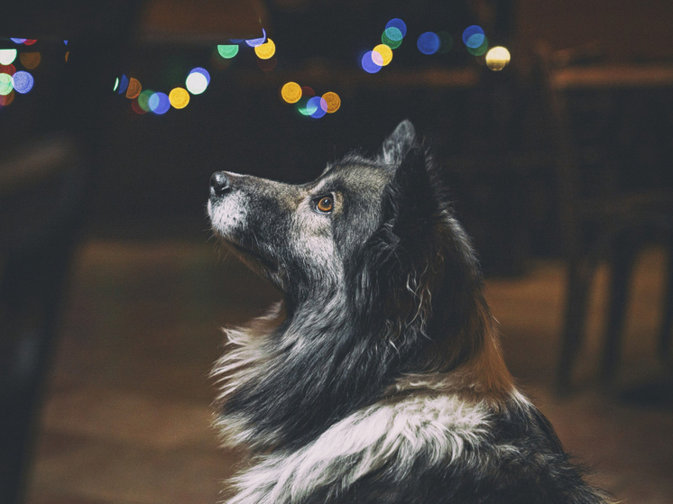 Как пережить салюты с питомцем: инструкция для владельцев собак