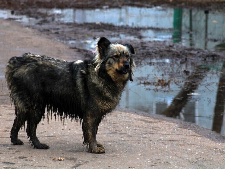 Ещё в двух сёлах Омской области ввели карантин из-за бешенства