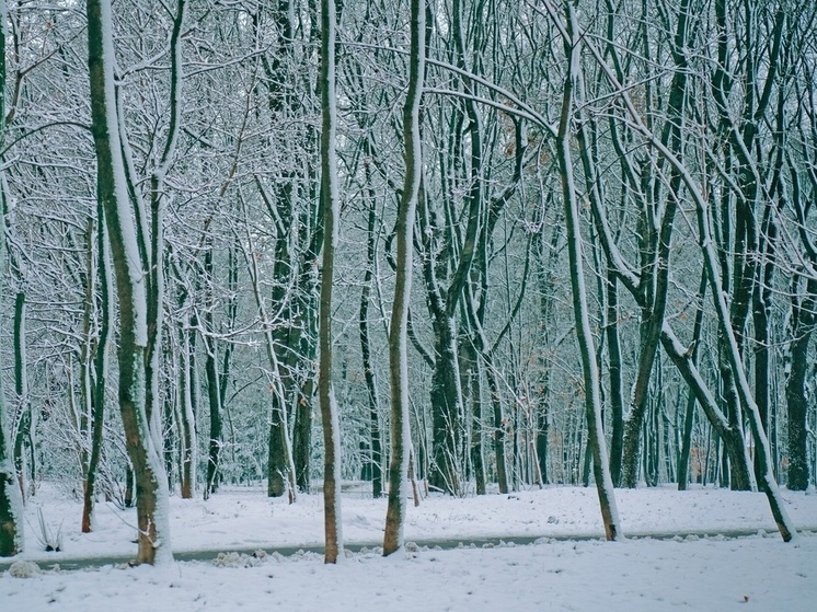 В тульском поселке спилили аварийные деревья после прямой линии Путина