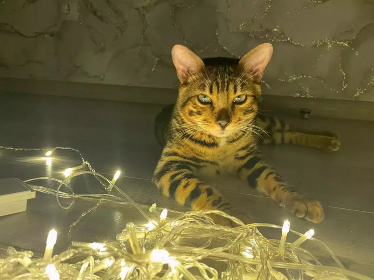 Утверждены новые тарифы на электричество для жителей Ростовской области