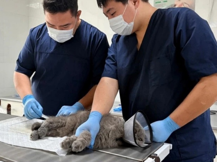 Ветслужба Калмыкии рассказала о работе в праздничные дни