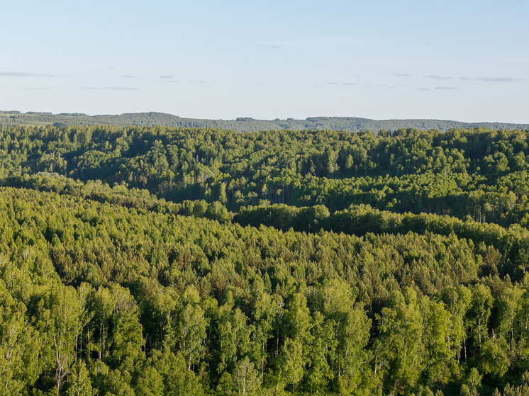 Регионы получили право самостоятельно заготавливать древесину для государственных нужд