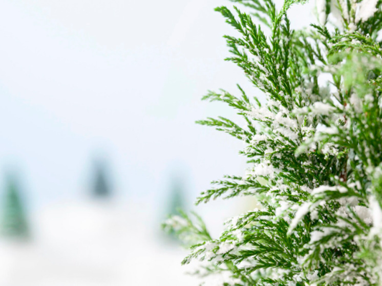 31 декабря в Брянской области пройдет небольшой снег