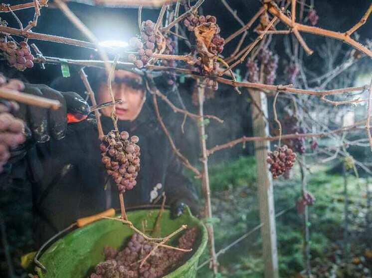 Германия — Хорошее вино — в убыток