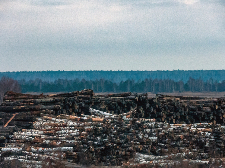 До 17 лет колонии: в Ивановской области осудили банду черных лесорубов