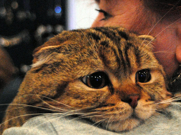 30-летняя кошка из Великобритании пережила всех своих хозяев