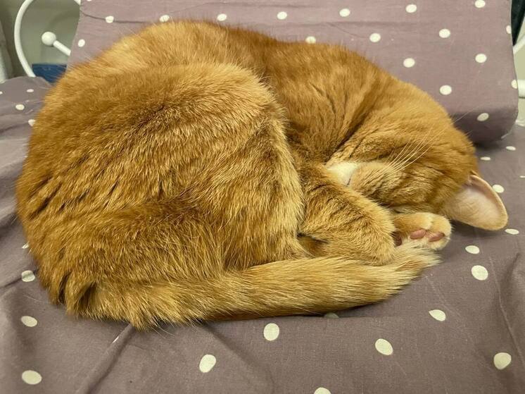 Ферментированные продукты часто воспринимают как элемент «здорового питания», но в клинической нутрициологии они рассматриваются совсем иначе. Об этом рассказала в интервью «МК в Великом Новгороде» нутрициолог-диетолог Инесса Чехлова.