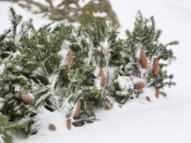 Приметы на Модестов день: что нельзя делать 31 декабря 2025 года