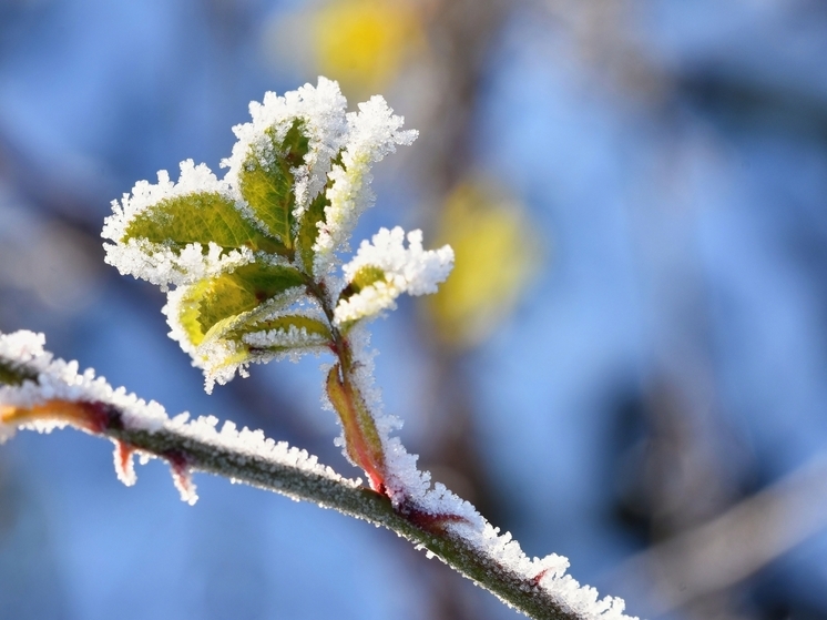 31 декабря в Херсонской области обещают 5 градусов мороза