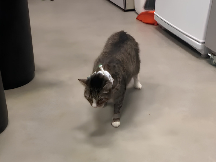 Изувеченному коту Грише из Тверской области вновь грозит смертельная опасность: волонтеры бьют тревогу