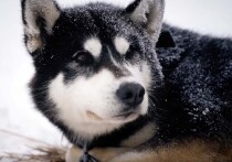 Одним из лауреатов Дальневосточной кинопремии стал московский топ-менеджер Алексей Иванов