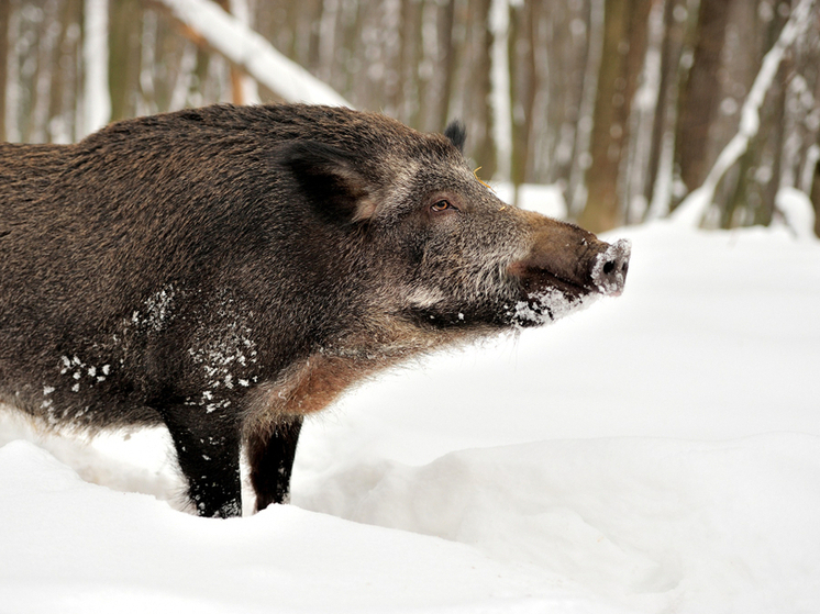 Сотни солонцов и тонны зерна помогут диким животным в Кировской области