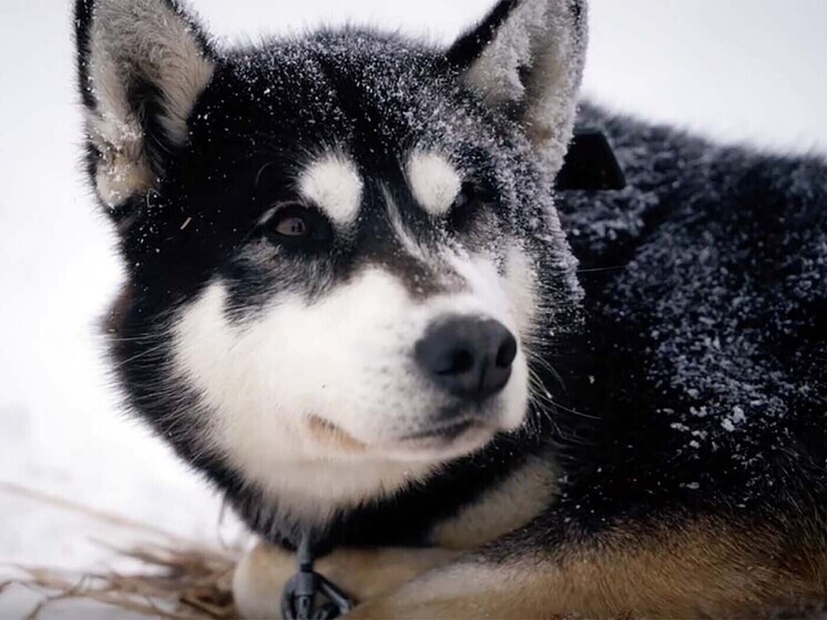 Московский менеджер Иванов стал лауреатом кинопремии за гонки на собачьих упряжках