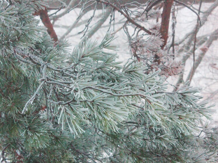 В новогоднюю ночь в Мурманской области ожидается аномально холодная погода