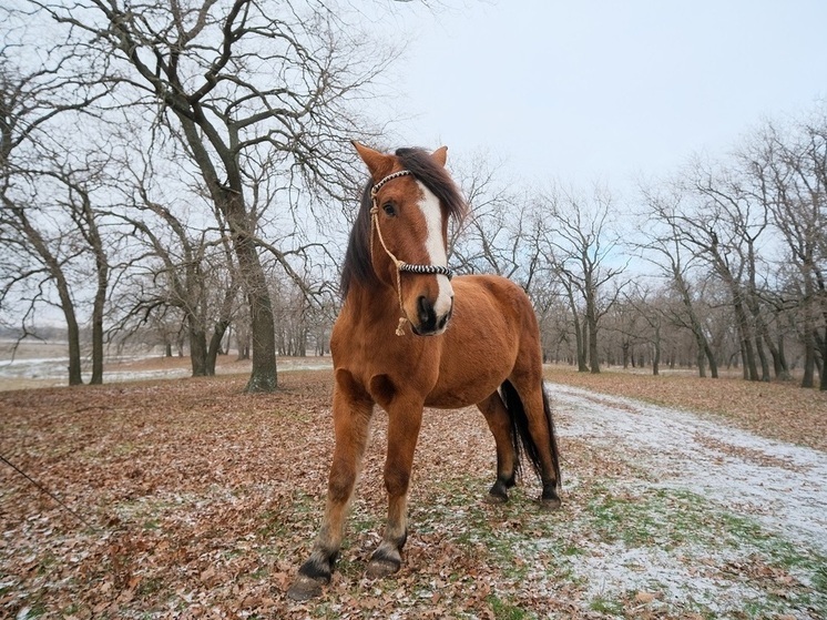 Волгоградские журналисты познакомились с Огненной Лошадью