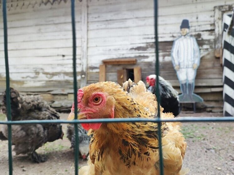 Калининградские осужденные будут поставлять кур на столы граждан
