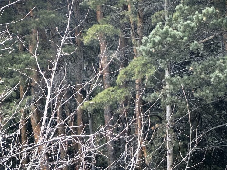 Калининградцам запретили бросать ветки в мусорные контейнеры