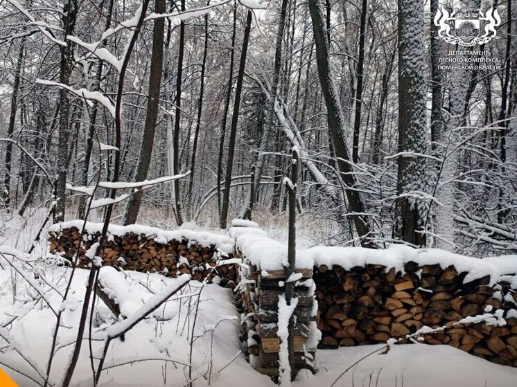 В Тобольском лесничестве пресечена незаконная вырубка деревьев
