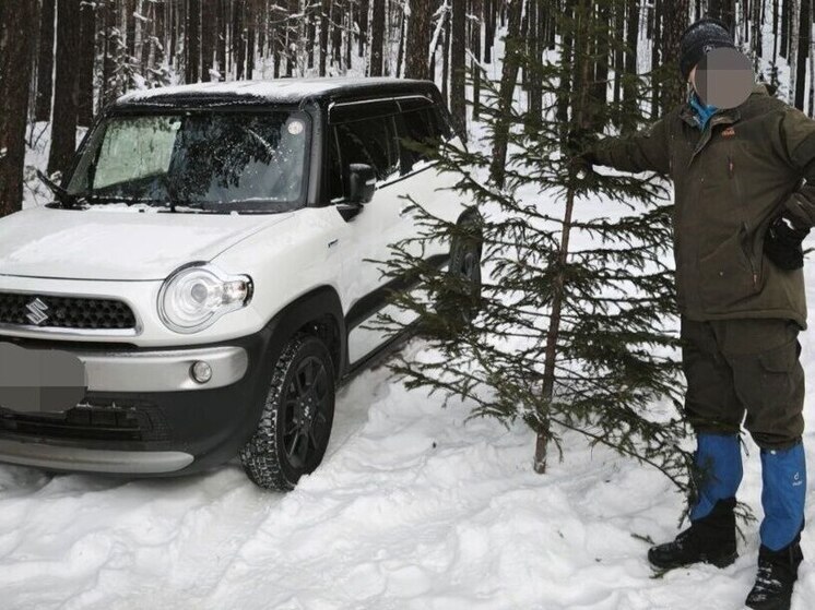 В Ангарском лесничестве задержали «ёлочных браконьеров»