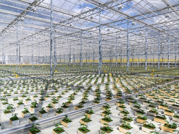 В Серпухове нарастят производство томатов