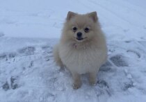 Даже самый смелый питомец может испугаться шума внезапно начавшегося салюта. По статистике именно в новогоднюю ночь теряется самое большое количество собак. Редакция «МК в Питере» узнала у президента Российской кинологической федерации Владимира Голубева, как подготовить питомцев к Новому году.