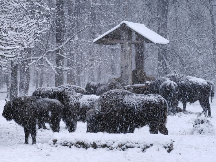 Экскурсии к зубрам Серпухова подорожают с 1 января