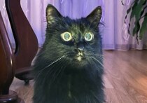 Отучить питомцев от посягательств на елку непросто. Кошки от природы очень любопытны, и когда в доме появляется новый предмет с незнакомым запахом, тем более такой большой, животные так и норовят его «исследовать». Как сохранить кота и елку, редакция «МК в Питере» узнала у директора Фонда «Закон и здоровье» Григория Балагурова