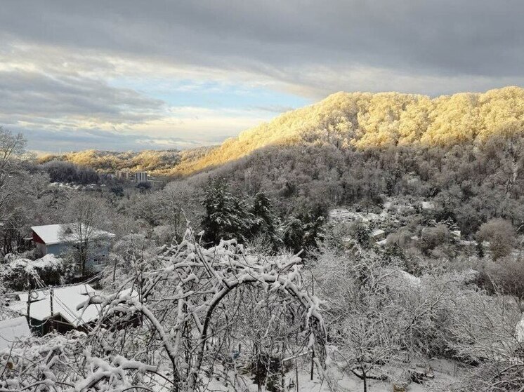 Большое дерево насквозь проломило частный дом в Сочи, едва не упав на детскую кровать