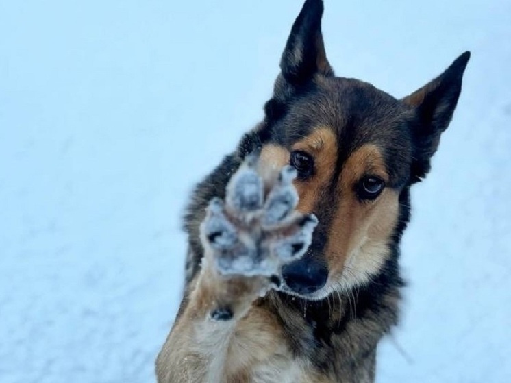 Администрация Петрозаводска подготовила праздничные подарки для собак из приюта