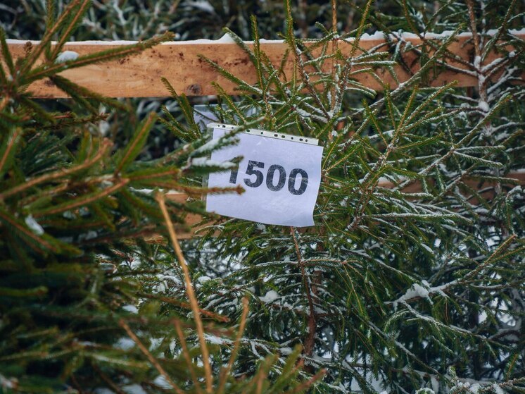 Тверитян предупредили о скором закрытии елочных базаров