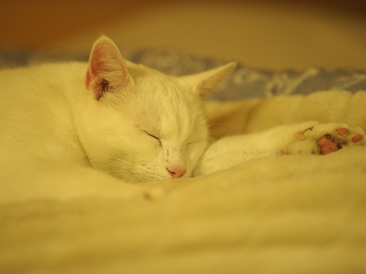 Новосибирцам объяснили, как сохранить здоровый сон в новогодние праздники