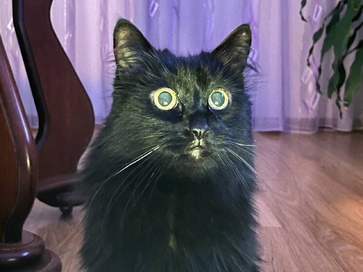 Отучить питомцев от посягательств на елку непросто. Кошки от природы очень любопытны, и когда в доме появляется новый предмет с незнакомым запахом, тем более такой большой, животные так и норовят его «исследовать». Как сохранить кота и елку, редакция «МК в Питере» узнала у директора Фонда «Закон и здоровье» Григория Балагурова