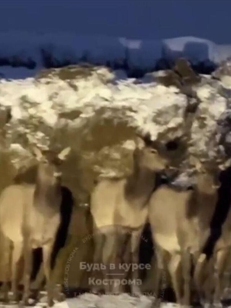 Костромская милота: в области вновь появились олени