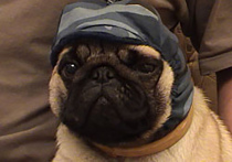 Собака погибла во время обычной операции по стрижке когтей в груминг-салоне в центре Москвы