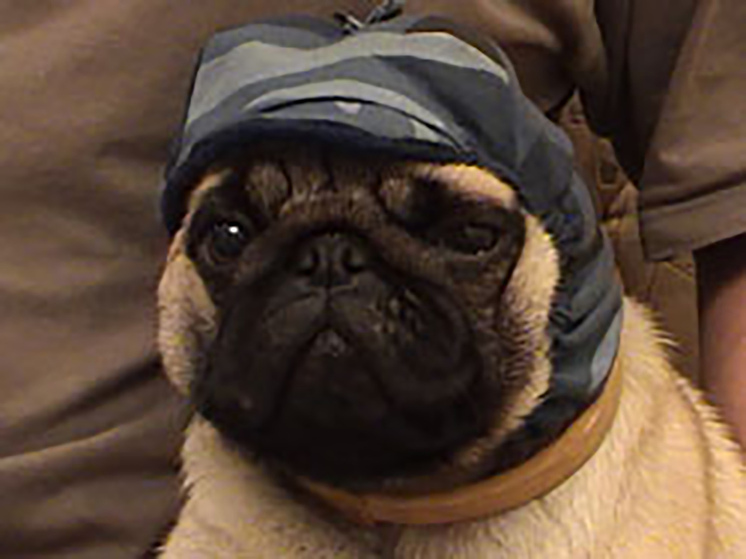 Собака стала жертвой груминга и умерла во время стрижки когтей