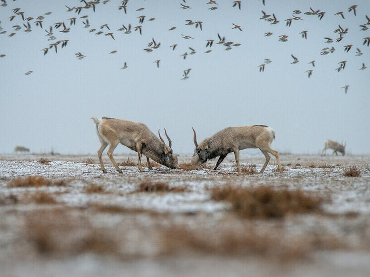 Какой погоды ждать жителям Калмыкии в последний день года