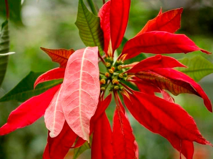 Липецкий «Зеленхоз» подводит результаты года
