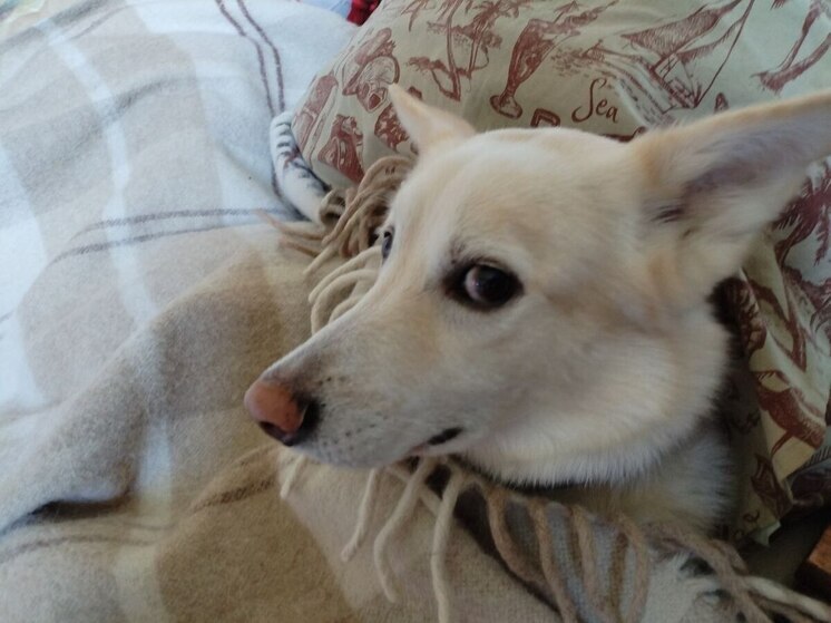 Кинолог Владимир Голубев: радость новогодней ночи разделят не все собаки